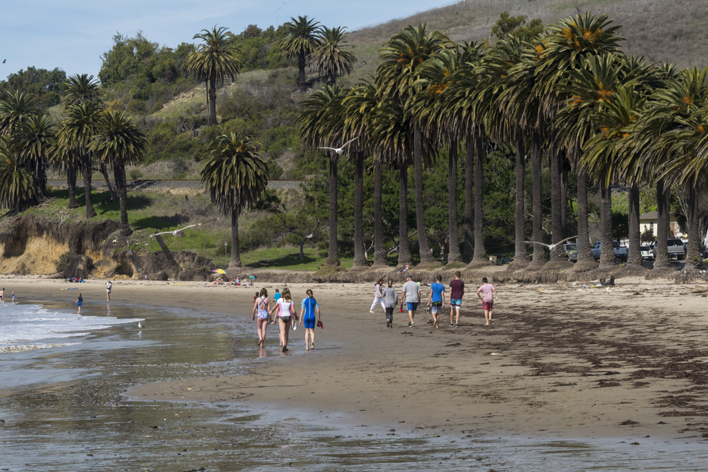 Refugio State Beach People walk along the shoreline at Refugio State Beach in California, with tall palm trees and coastal cliffs visible in the background.