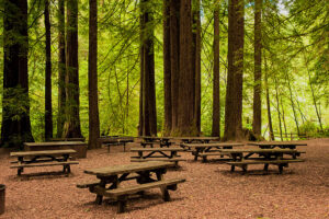 Multiple picnic tables are arranged on a dirt clearing surrounded by tall redwood trees at Samuel P. Taylor State Park.