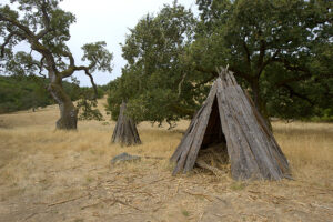 Two reconstructed Miwok kotchas stand in a dry grassy area with scattered oak trees at Olompali State Historic Park.