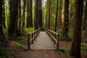 A wooden footbridge leads into a lush redwood forest with soft sunlight at Hendy Woods State Park.