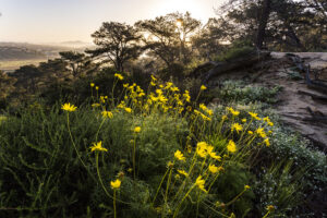 Bright yellow wildflowers bloom on a hillside, with pine trees and a hazy valley in the background.