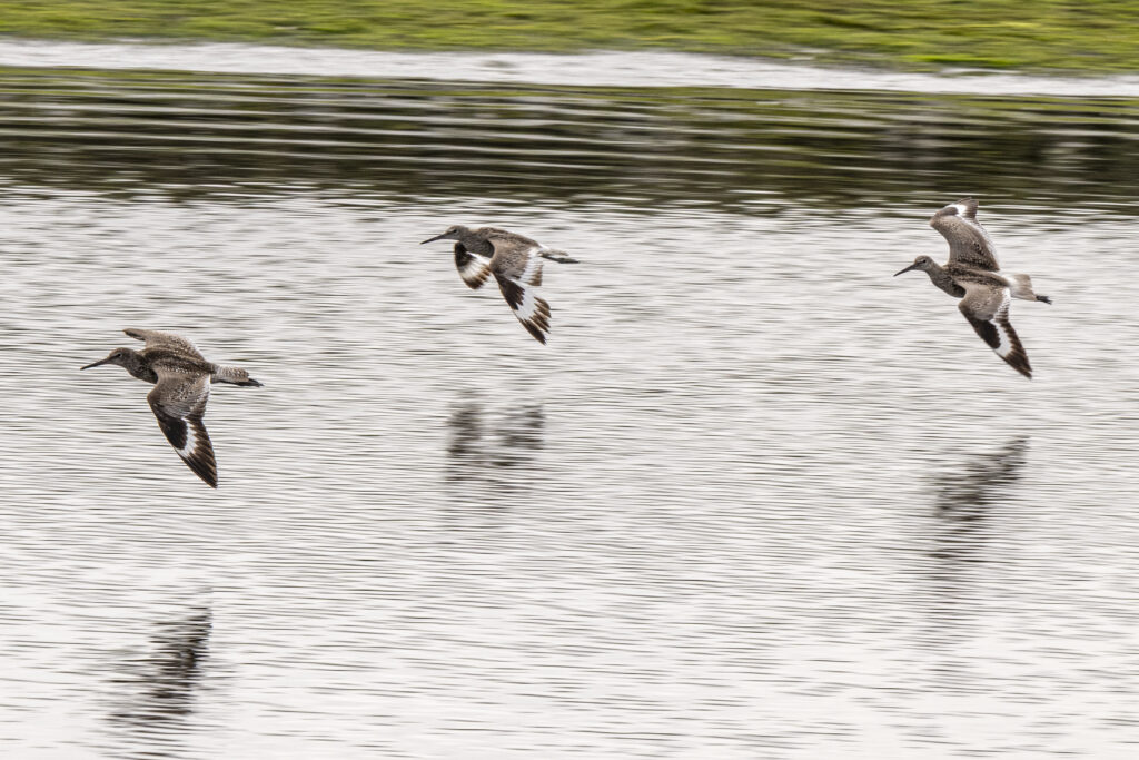 Three birds fly low over a rippling body of water, with their reflections faintly visible below.