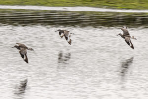 Three birds fly low over a rippling body of water, with their reflections faintly visible below.