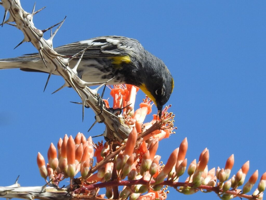 Photograph of a Yellow-rumped Warbler perched upon on a plant with crossed silver stalks with pronounced thorns and pink blossoms.