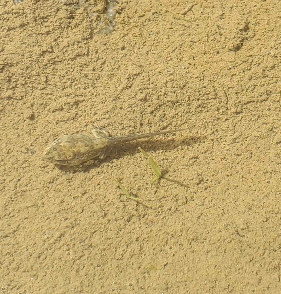 Photograph of a Western Toad tadpole in shallow water with a bare sandy bottom.