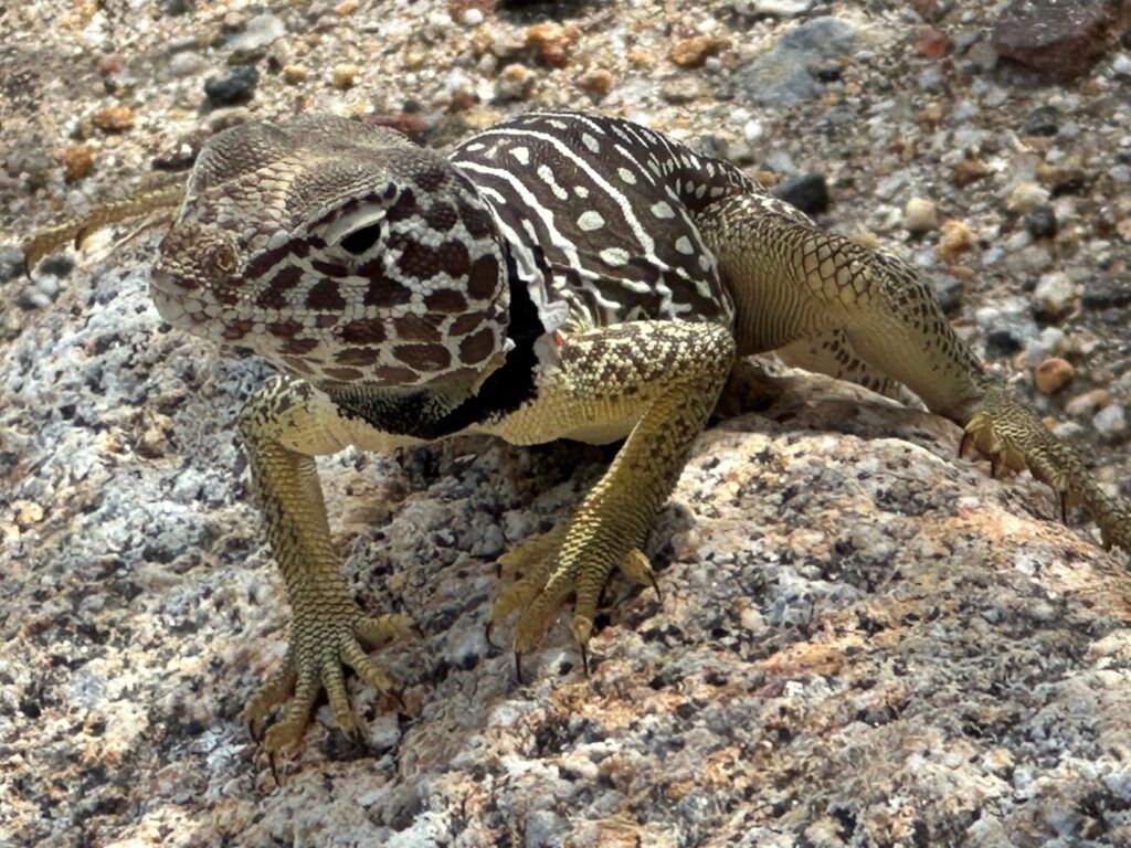 Photograph of a Baja California Collared Lizard perched on granite.