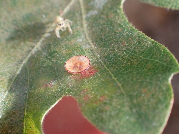 Extremely close-up photograph of a small disc-shaped gall and an approaching small spider, all on one lobe of an oak leaf.
