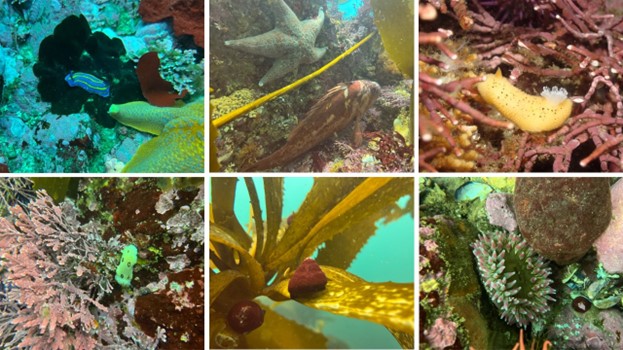 Grid 3x2 grid pf photos depicting various aquatic species at close range.