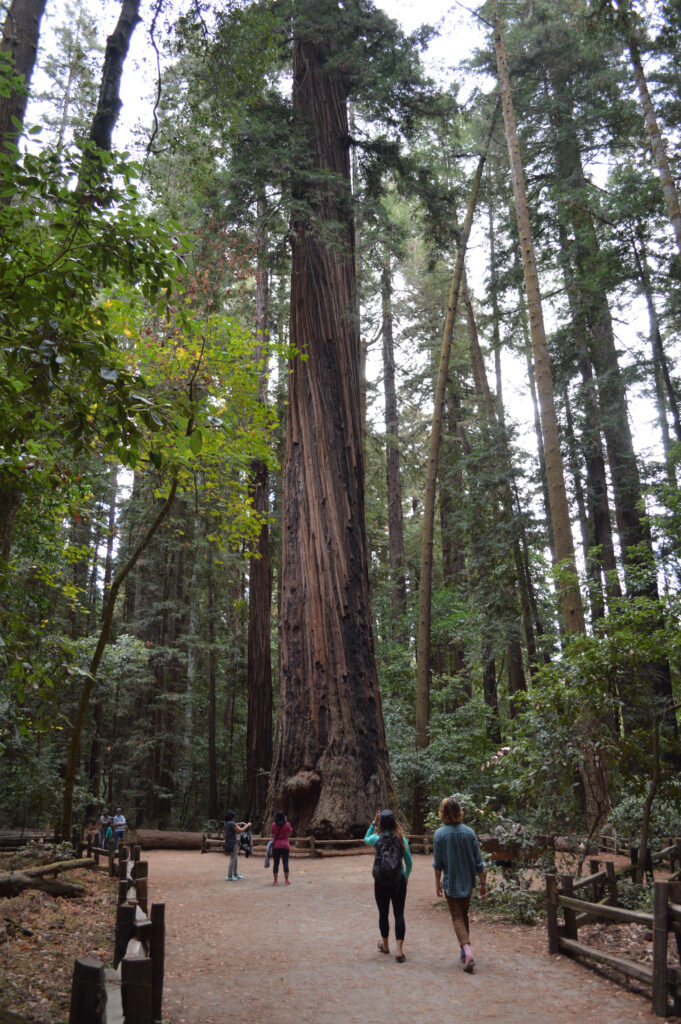Photograph of an old growth Coast Redwood tree with people approaching the tree by a trail.