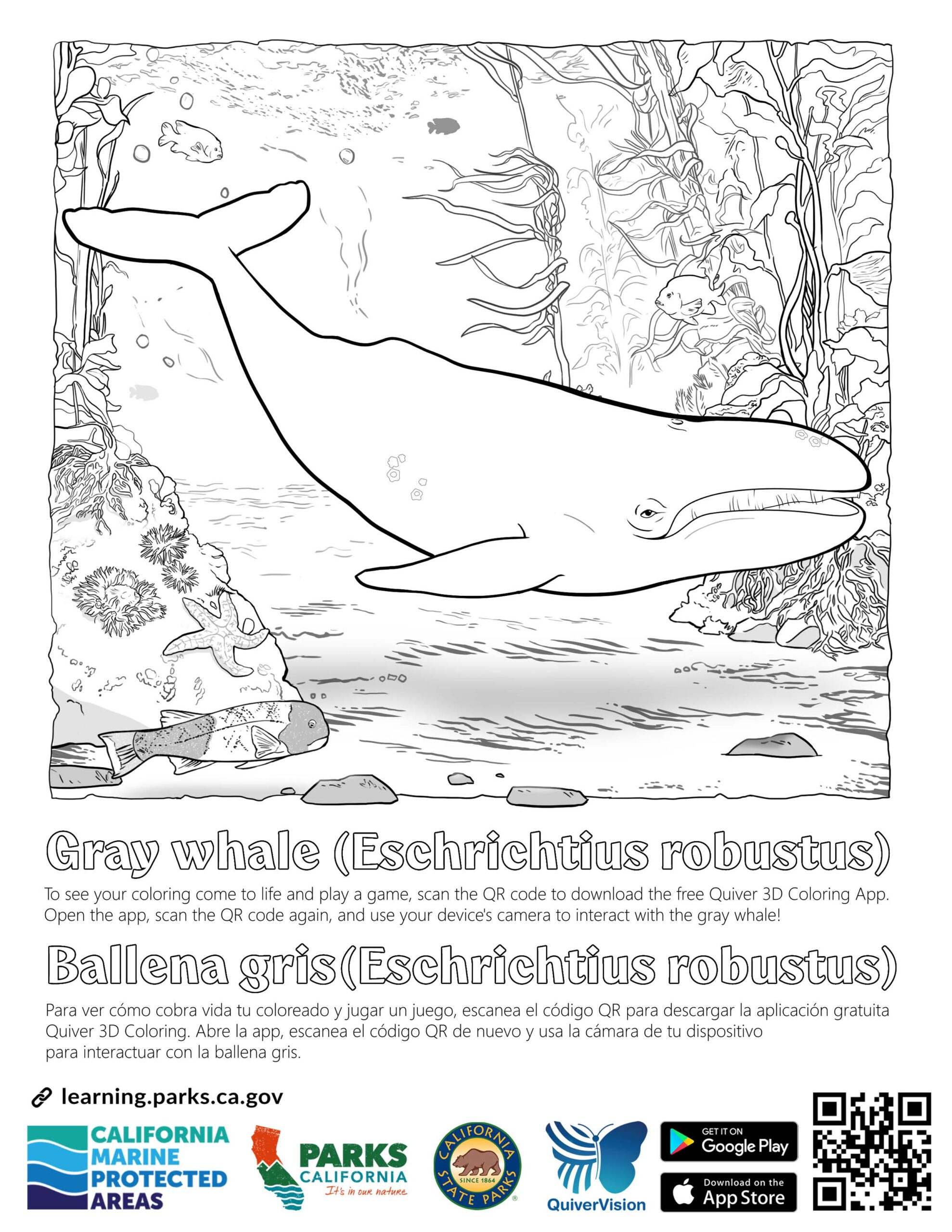 Gray Whale 3d AR Quiver Coloring Page