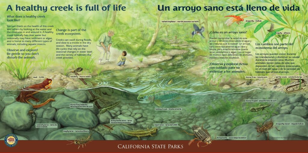 Reproduction of a bilingual interpretive panel about healthy creeks featuring a scientific illustration of a riparian habitat with flora and fauna.