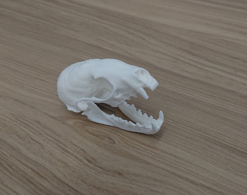 Photograph of a 3D printed model of a pine marten skull