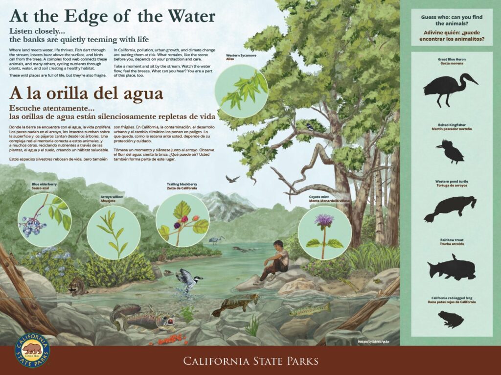 Reproduction of a bilingual interpretive panel about riparian habitats featuring a scientific illustration of flora and fauna.